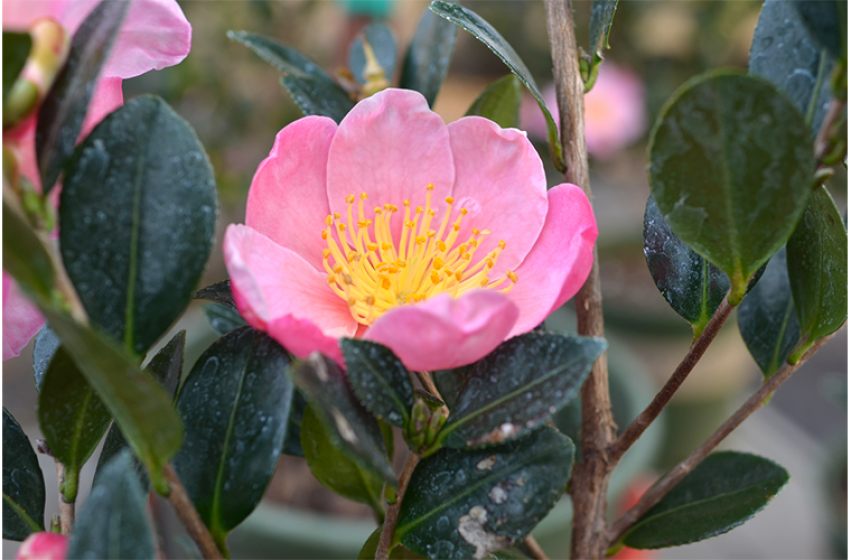 Bedazzle Your Fall & Winter Garden with Sasanqua Camellias